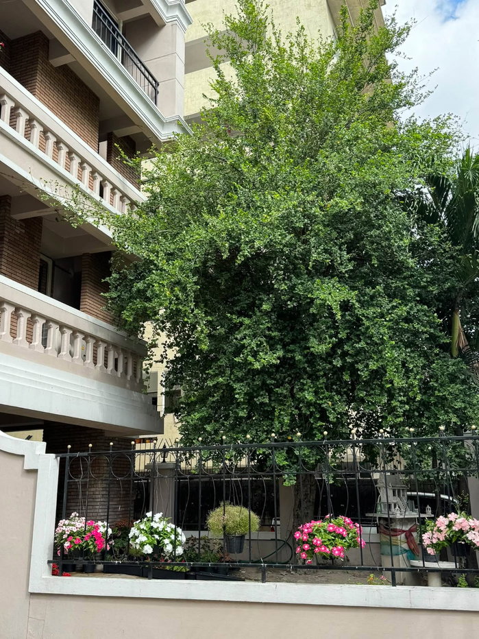 รูป LTH16165 - Spacious Home Office FOR RENT Sukhumvit 4 | 500+ sq.m. | 4 Fl + Rooftop | 8 Rooms | 5 Baths | 4 Parking | 150K - รูปที่ 6/9