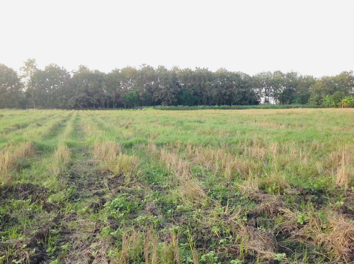 picture Selling land in chiangmai prime location near city - 3/10
