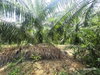 listing thumbnail image 9