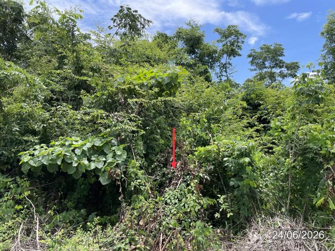 picture LAND 14890 Sq.w. Nong Phai Phetchabun for 9.8M - 13/31