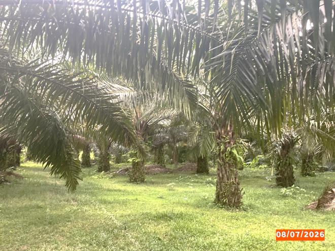 picture HOME 1074 Sq.w. Chawang Nakhon Sri Thammarat for 14.5M - 8/25