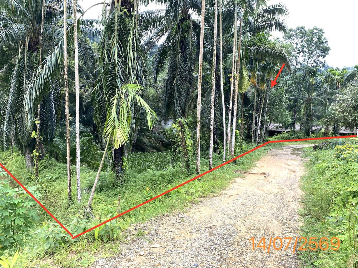 picture LAND 2165 Sq.w. Kapong Phangnga for 3.2M - 20/25