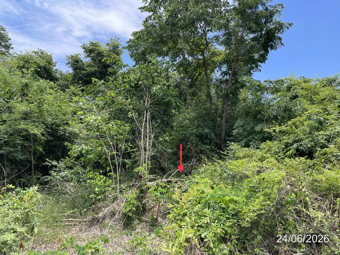 picture LAND 14890 Sq.w. Nong Phai Phetchabun for 9.8M - 25/31