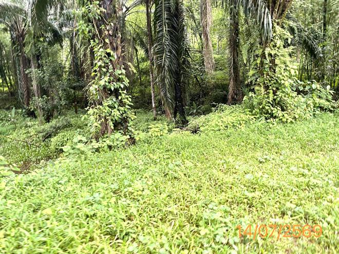 picture LAND 2165 Sq.w. Kapong Phangnga for 3.2M - 9/25