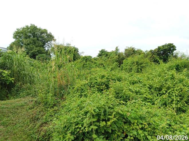 picture LAND 907 Sq.w. Bang Krathum Phitsanulok for 4.5M - 7/21