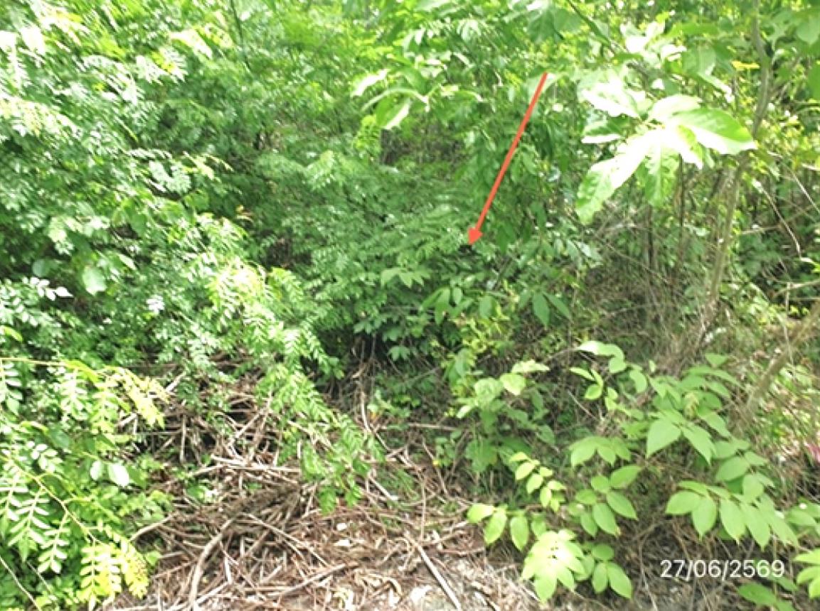 picture LAND 300 Sq.w. Mae Tha Lamphang for 560,000 - 20/25