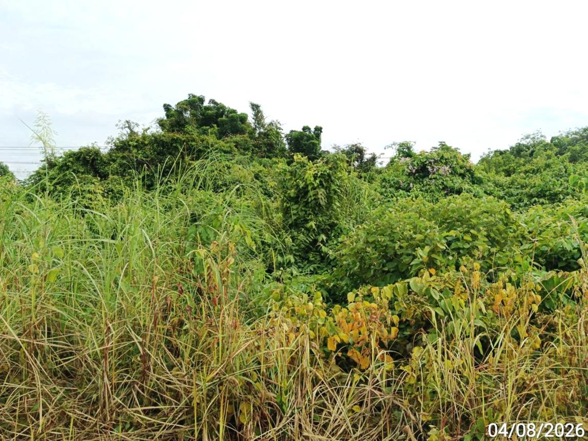 picture LAND 907 Sq.w. Bang Krathum Phitsanulok for 4.5M - 14/21