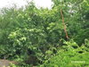 listing thumbnail image 10