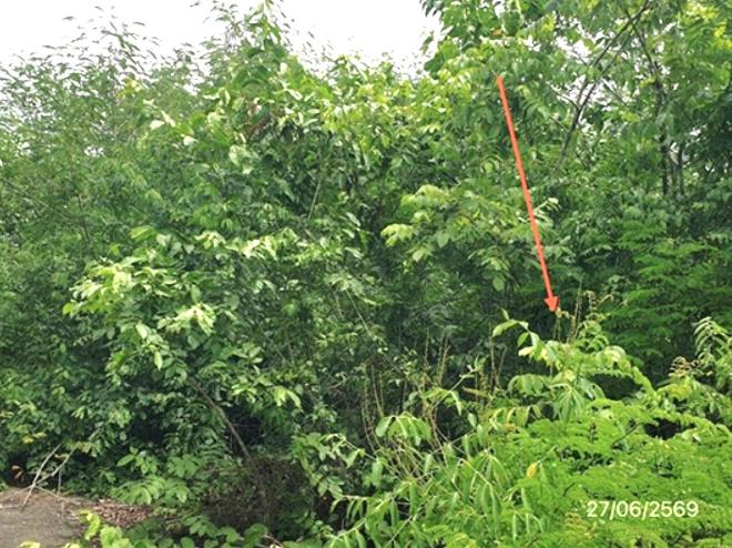 picture LAND 300 Sq.w. Mae Tha Lamphang for 560,000 - 11/25