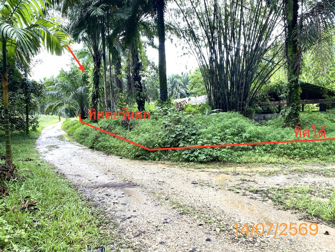 picture LAND 2165 Sq.w. Kapong Phangnga for 3.2M - 21/25