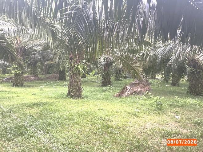 picture HOME 1074 Sq.w. Chawang Nakhon Sri Thammarat for 14.5M - 7/25