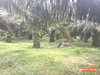 listing thumbnail image 16