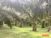 listing thumbnail image 17