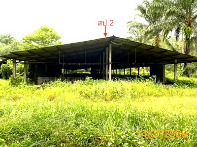 Land for sale Phangnga : LAND 2165 Sq.w. Kapong Phangnga for 4M