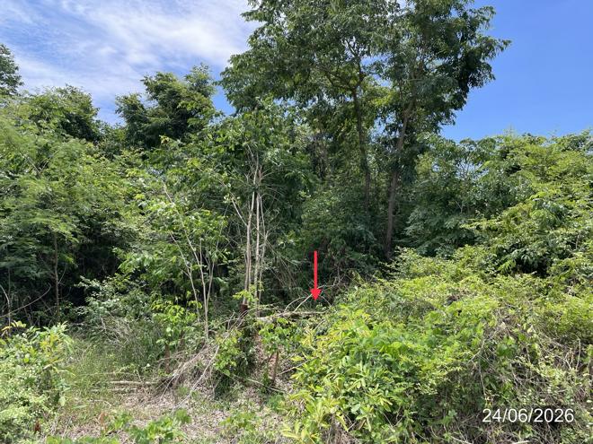 picture LAND 14890 Sq.w. Nong Phai Phetchabun for 9.8M - 12/31