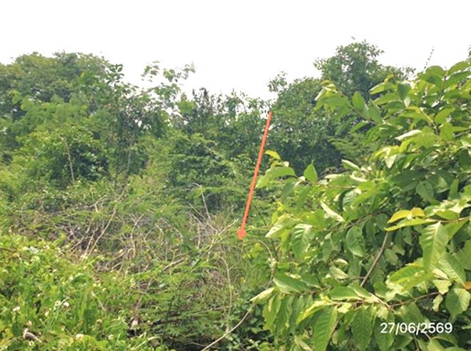 picture LAND 300 Sq.w. Mae Tha Lamphang for 560,000 - 6/25