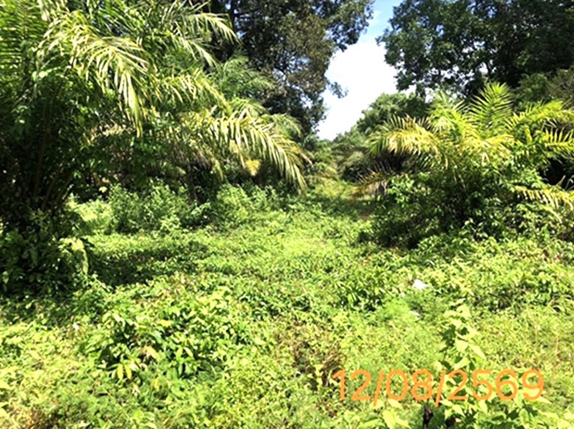 picture LAND 1601 Sq.w. Takua Pa Phangnga for 3.2M - 12/19