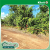 listing thumbnail image 12