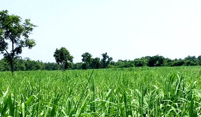 Land for sale Non Sung Nakhon Ratchasima : Land for sale, Non Sung, Nakhon Ratchasima (57 rai)