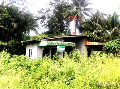 บ้านเดี่ยว สุราษฎร์ธานี : บ้านเดี่ยว 344 ตร.วา ชัยบุรี สุราษฎร์ธานี 442,000