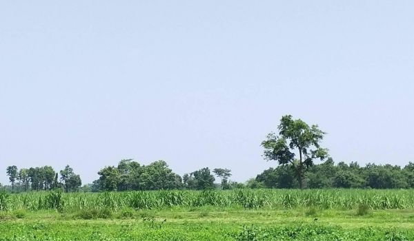 picture Land for sale, Non Sung, Nakhon Ratchasima (57 rai) - 2/5