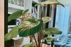 listing thumbnail image 4