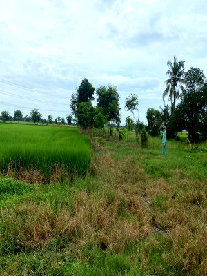 ที่ดิน เขตหนองจอก : ขายที่ดินหนองจอก ถนนมิตรไมตรี6  ที่สวยติดถนนลาดยาง มีสะพานข้ามคลอง