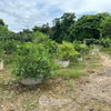listing thumbnail image 1