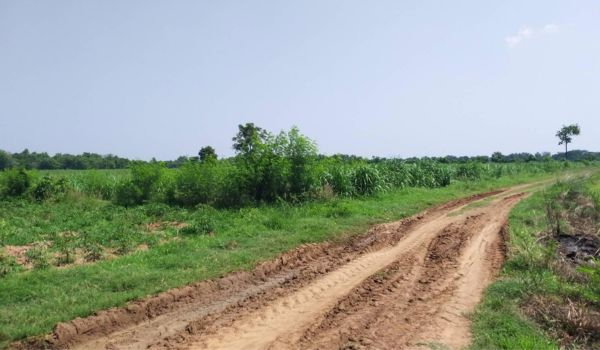 picture Land for sale, Non Sung, Nakhon Ratchasima (57 rai) - 5/5