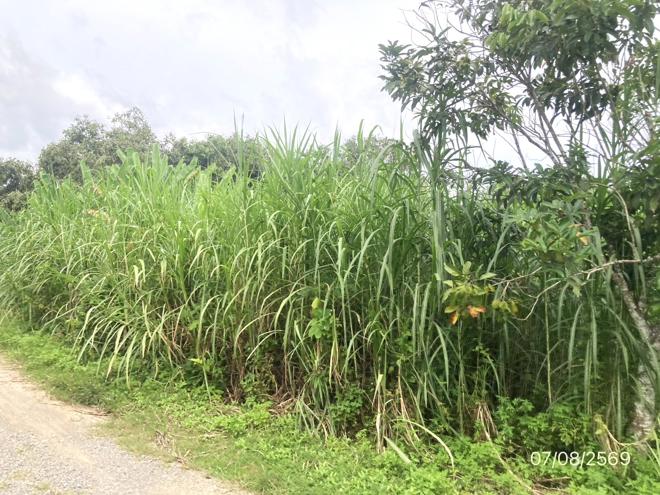 รูป ที่ดินว่างเปล่า 189.7 ตร.วา บ้านนาสาร สุราษฎร์ธานี 854,000 - รูปที่ 5/15