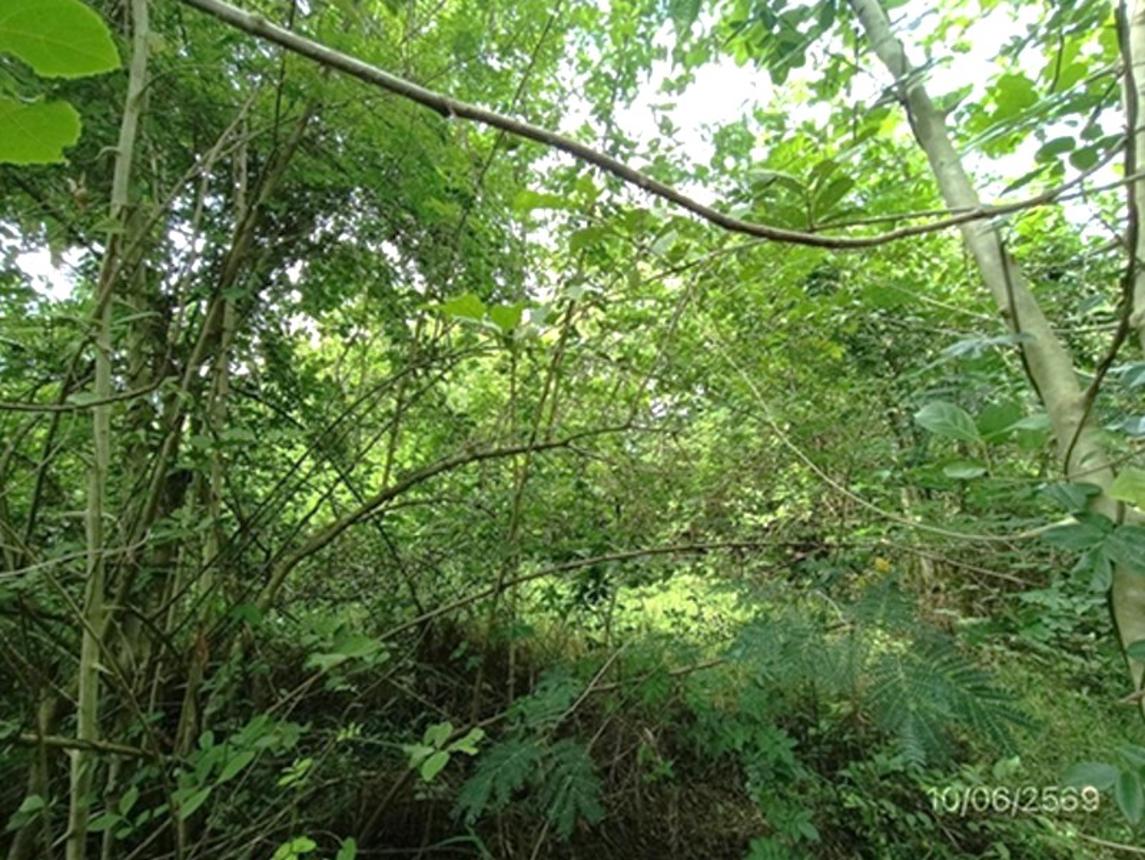 รูป ที่ดินว่างเปล่า 631.9 ตร.วา ระโนด สงขลา 948,000 - รูปที่ 13/19