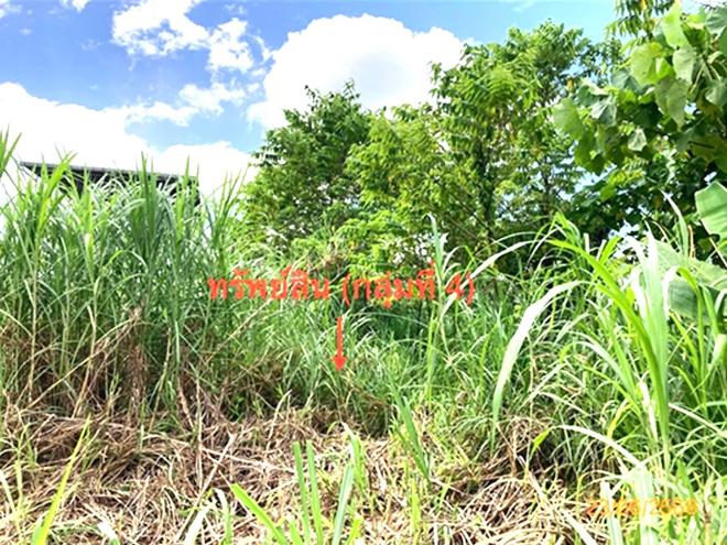 picture LAND 206 Sq.w. Chaiburi Surat Thani for 1.3M - 8/43