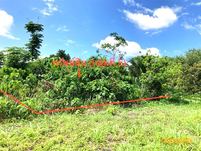 picture LAND 206 Sq.w. Chaiburi Surat Thani for 1.3M - 12/43