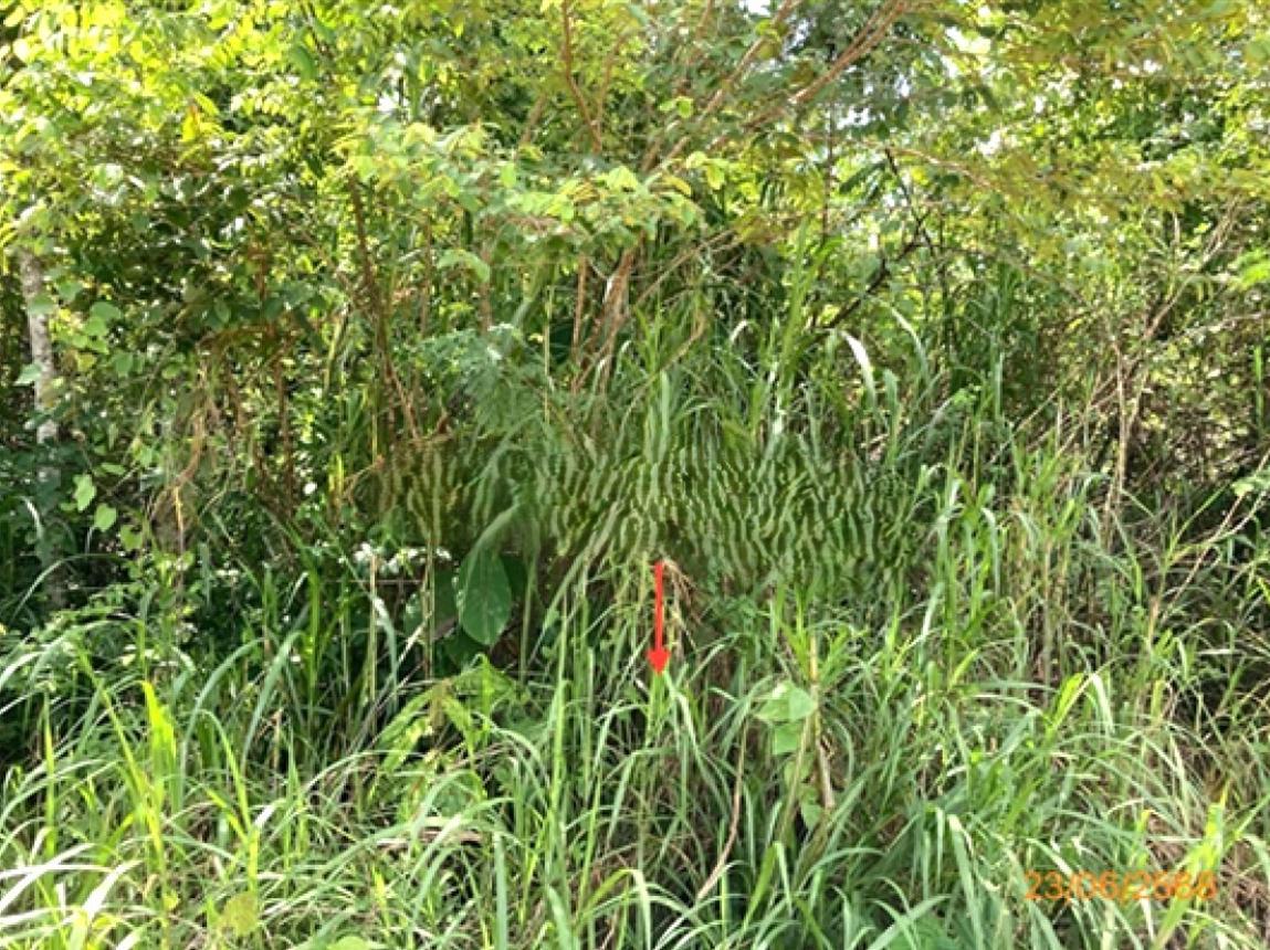 picture LAND 185 Sq.w. Chaiburi Surat Thani for 1.2M - 13/17