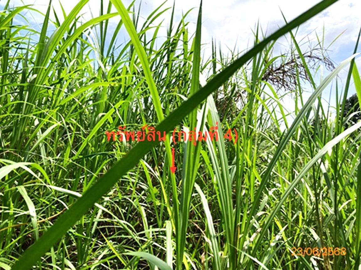 picture LAND 206 Sq.w. Chaiburi Surat Thani for 1.3M - 28/43