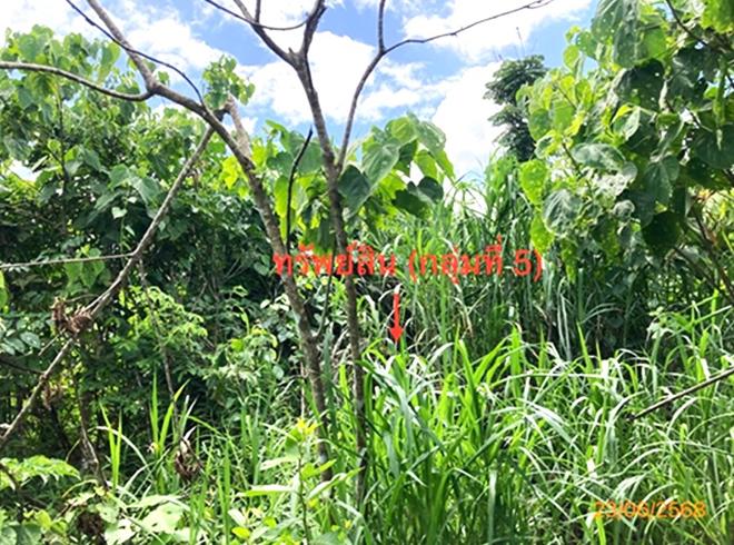 picture LAND 206 Sq.w. Chaiburi Surat Thani for 1.3M - 17/43