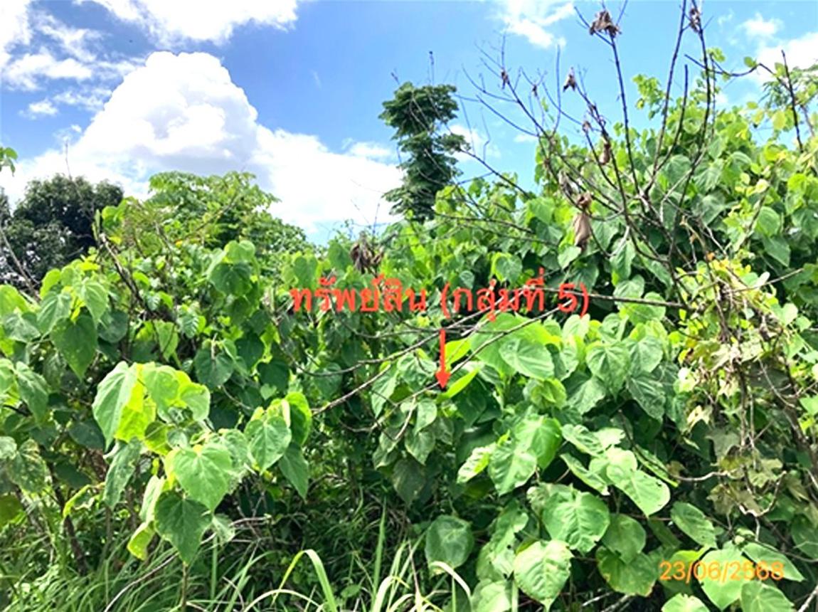 picture LAND 206 Sq.w. Chaiburi Surat Thani for 1.3M - 37/43