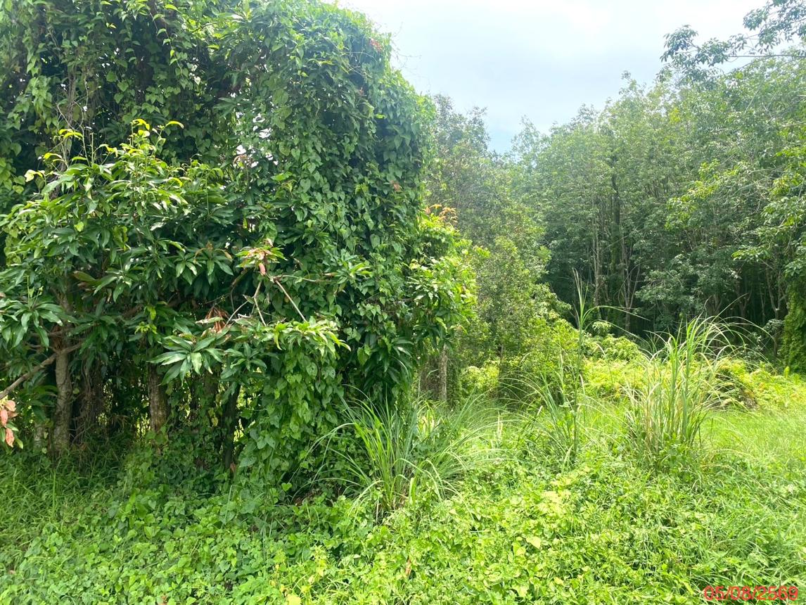 picture LAND 1506 Sq.w. Thepha Songkhla for 4.9M - 12/17