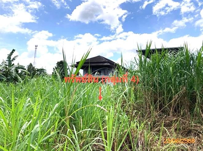 picture LAND 206 Sq.w. Chaiburi Surat Thani for 1.3M - 7/43