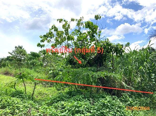 picture LAND 206 Sq.w. Chaiburi Surat Thani for 1.3M - 13/43