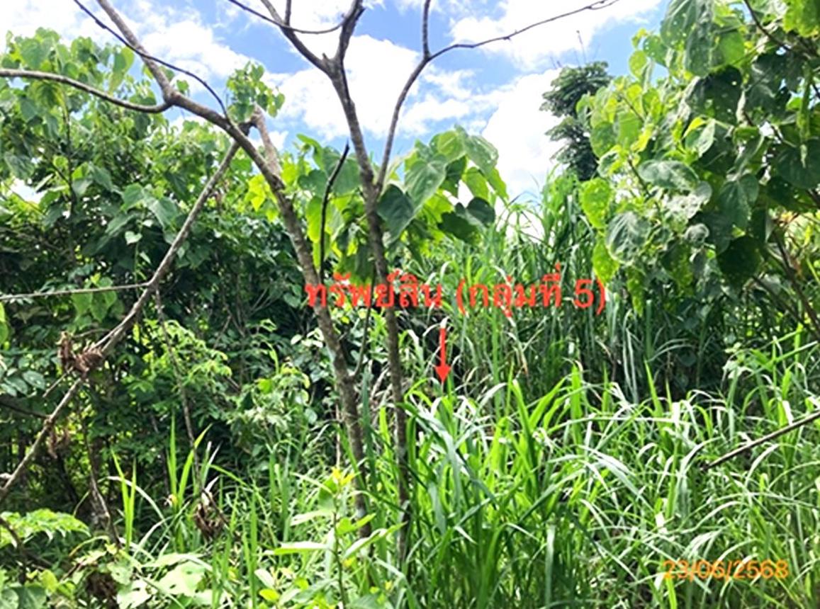 picture LAND 206 Sq.w. Chaiburi Surat Thani for 1.3M - 36/43