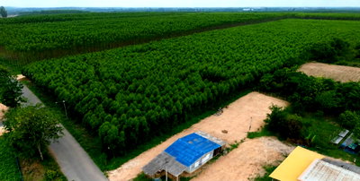 Land for sale Ko Chan Chonburi : Land for sale in a prime location a beautiful plot in Tha Bunmi, Ko Chan, Chonburi.