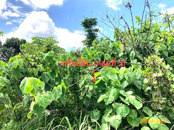 picture LAND 206 Sq.w. Chaiburi Surat Thani for 1.3M - 18/43