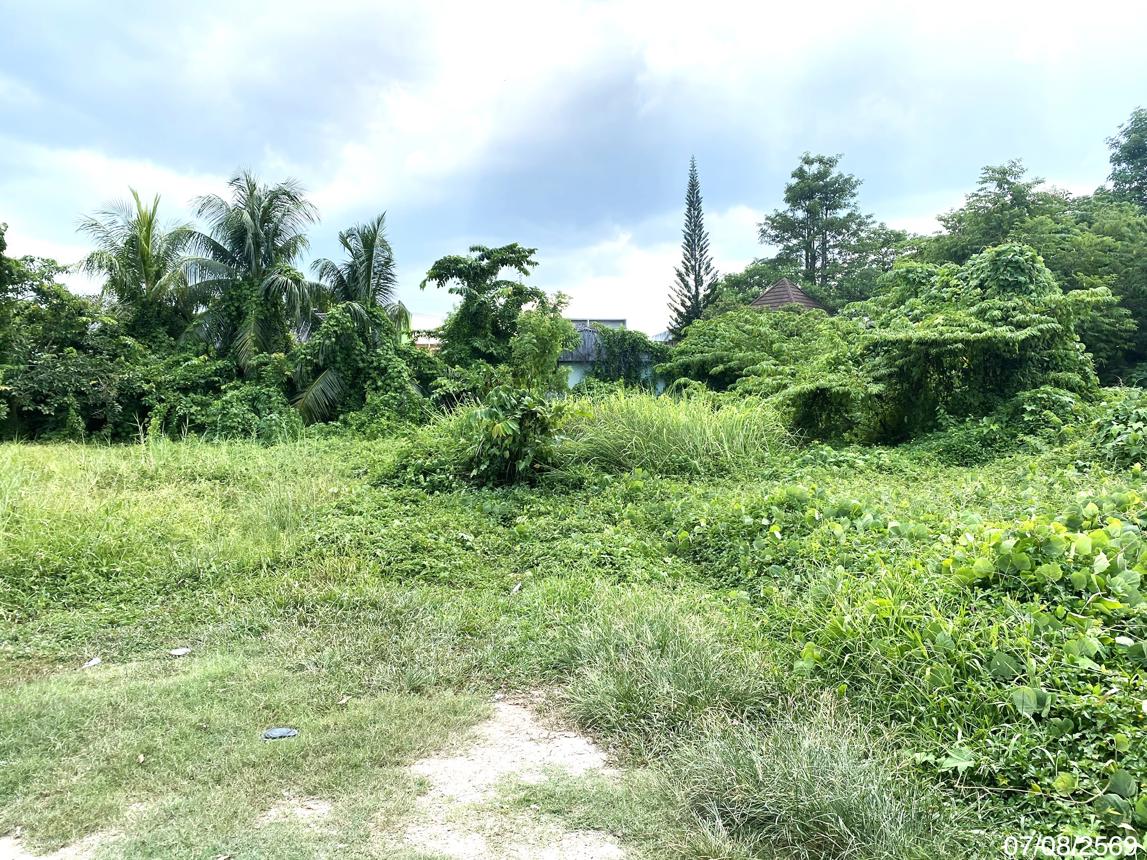 รูป ที่ดินว่างเปล่า 412.5 ตร.วา เมืองพัทลุง พัทลุง 12.8M - รูปที่ 10/17