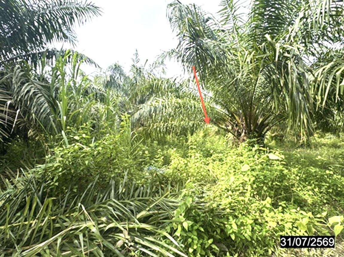 รูป บ้านเดี่ยว 2465.8 ตร.วา น้ำยืน อุบลราชธานี 3.1M - รูปที่ 21/25