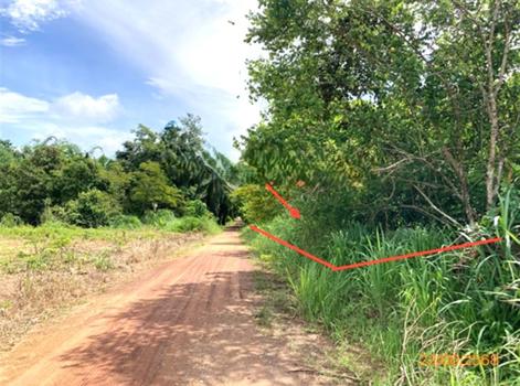 picture LAND 185 Sq.w. Chaiburi Surat Thani for 1.2M - 14/17