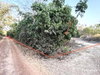 listing thumbnail image 11