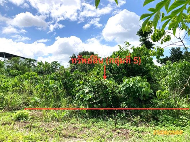 picture LAND 206 Sq.w. Chaiburi Surat Thani for 1.3M - 14/43
