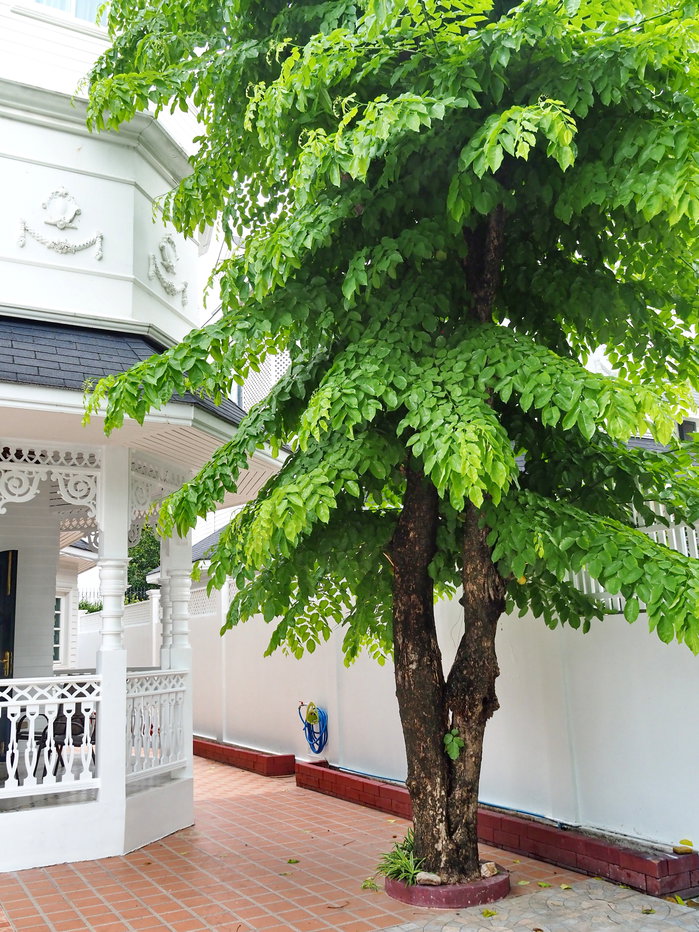 รูป Fantasia Villa 2 | บ้านเดี่ยว 3 ชั้น 4 ห้องนอน 5 ห้องน้ำ | 350 ตร.ม. | 90,000 บาท/เดือน - รูปที่ 38/41