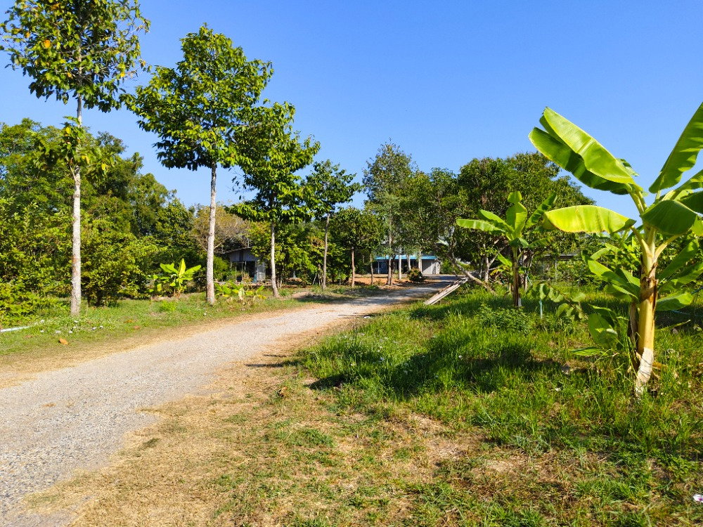 picture 🌿 Land for Rent with Pond, Total Area 4 Rai surrounded by nature🌳 - 4/7